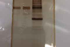 IP_Gel