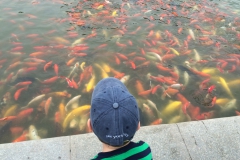 fish